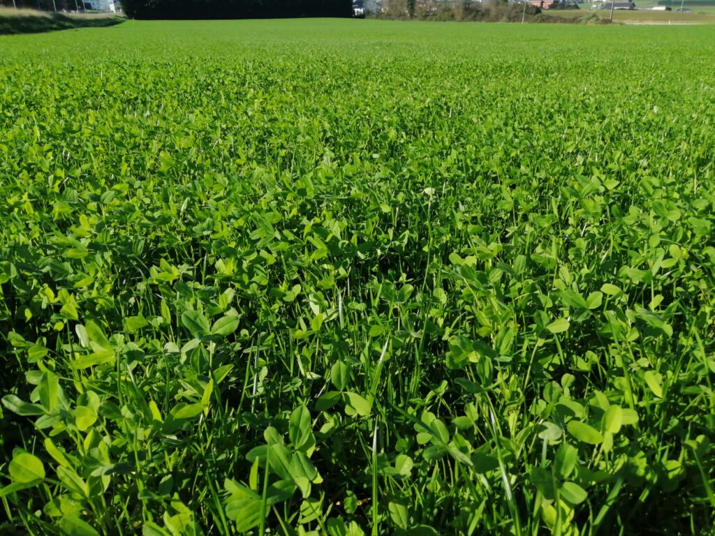 Abre desarrollo rural apoyo para adquisición de semilla de pradera para chihuahua