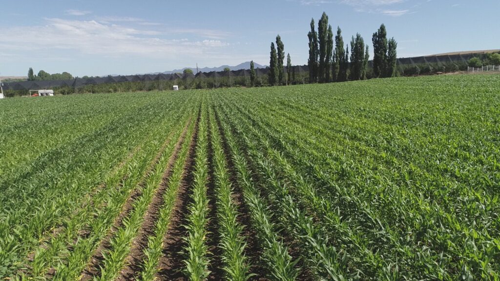 Abre sdr convocatoria para bioinsumos y mejoradores de suelo para chihuahua