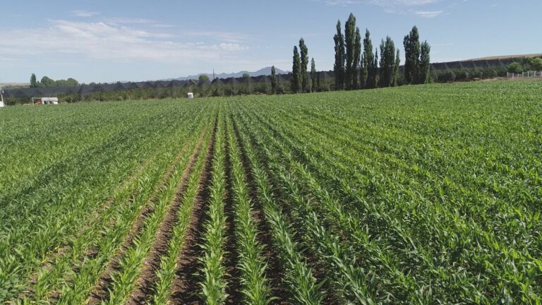 Abre sdr convocatoria para bioinsumos y mejoradores de suelo para chihuahua