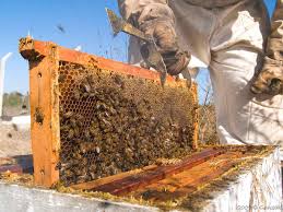 'cuenta conmigo en el campo' apoya a apicultores con núcleos y abejas reina