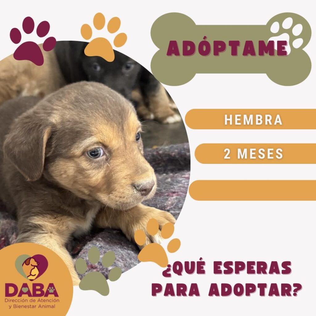 Hay 50 perritos y 30 gatitos en espera de ser adoptados en bienestar animal