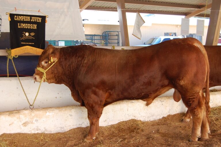 Hay apoyo para mejoramiento genético con inseminación bovina en chihuahua