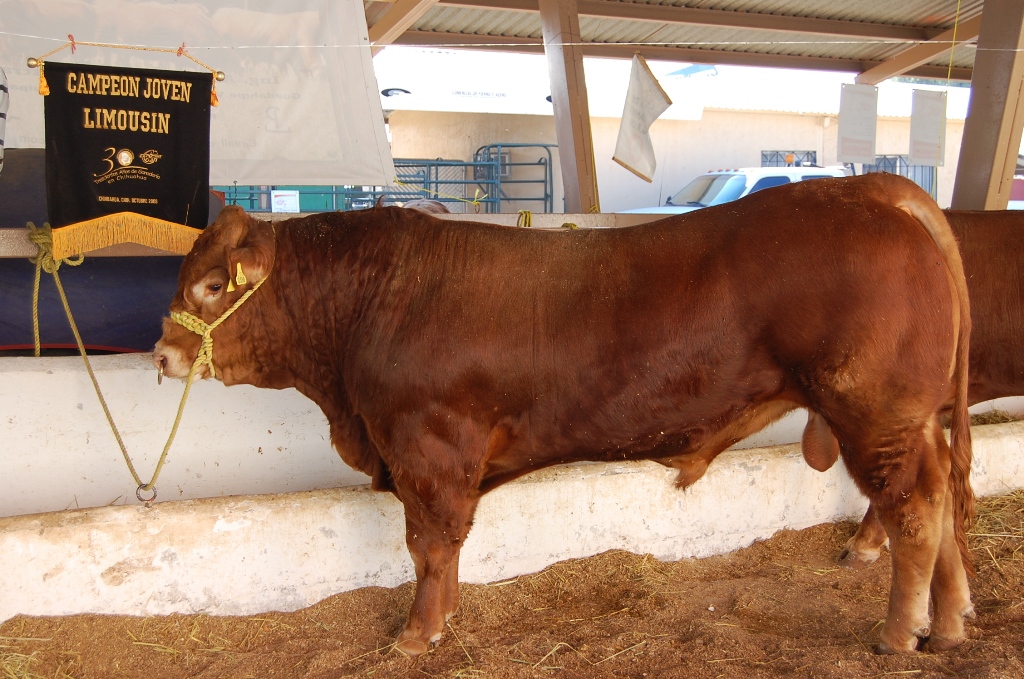 Hay apoyo para mejoramiento genético con inseminación bovina en chihuahua