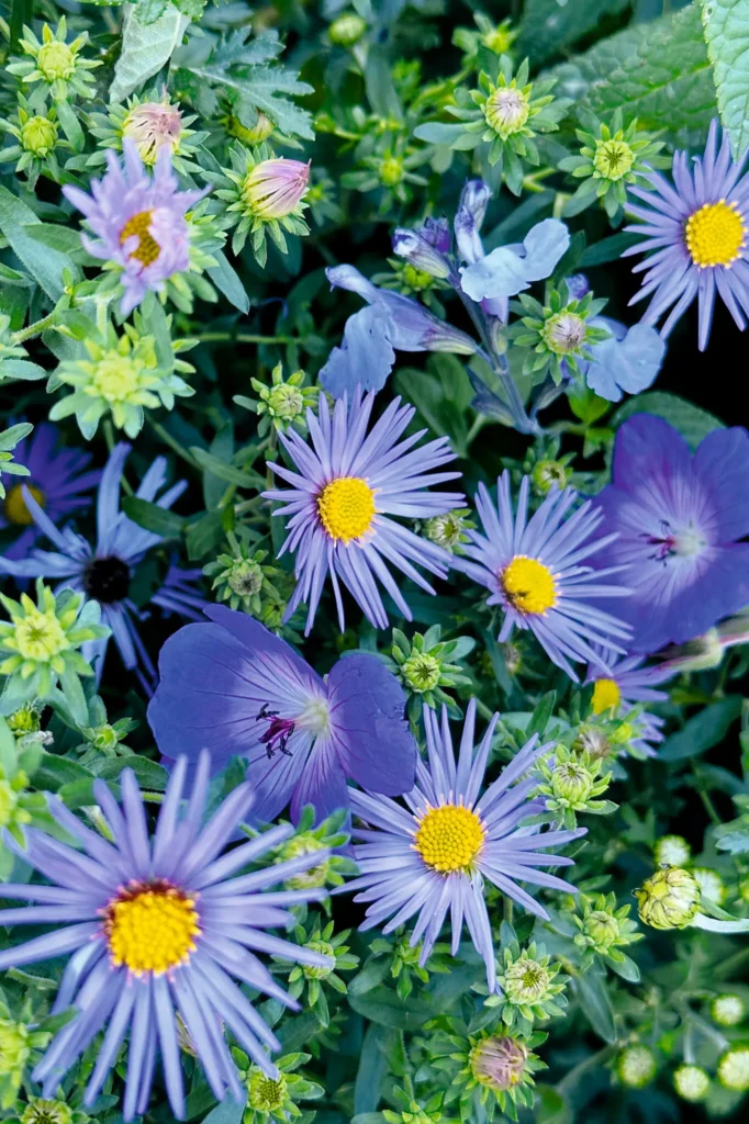 Want a riot of color in your flower beds? definitely make a plan