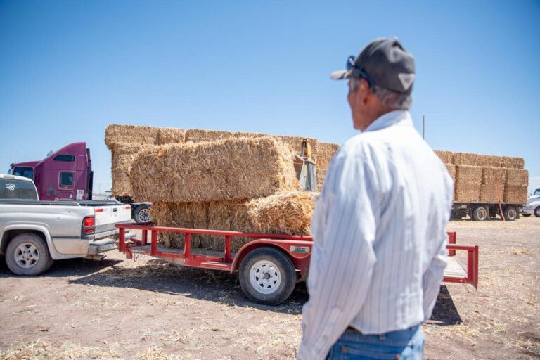 Abren la convocatoria para acceder a apoyo de esquilmos y pacas de rastrojo para ganado