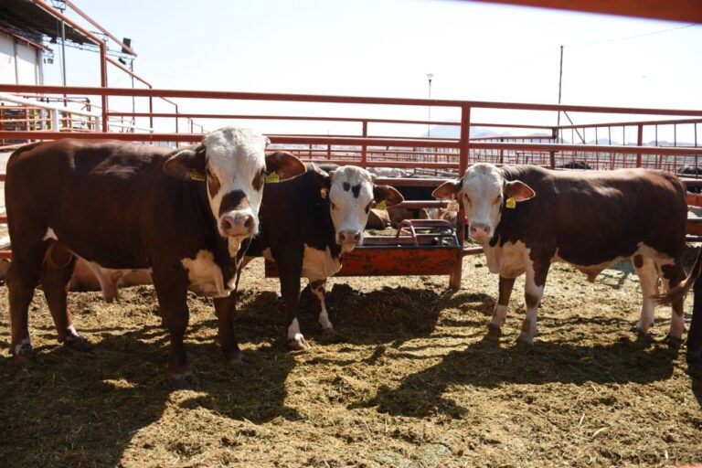 Apoya desarrollo rural a productores agropecuarios