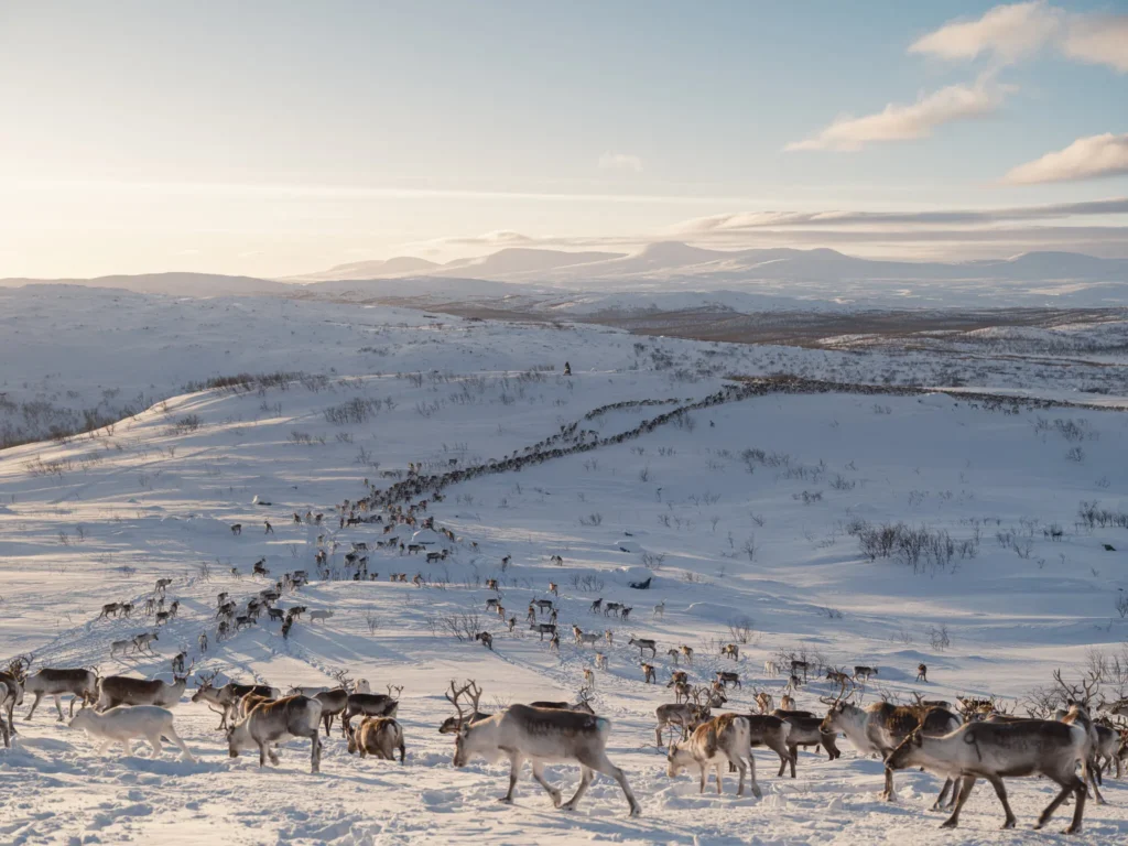 Europe’s green energy future has a problem reindeer