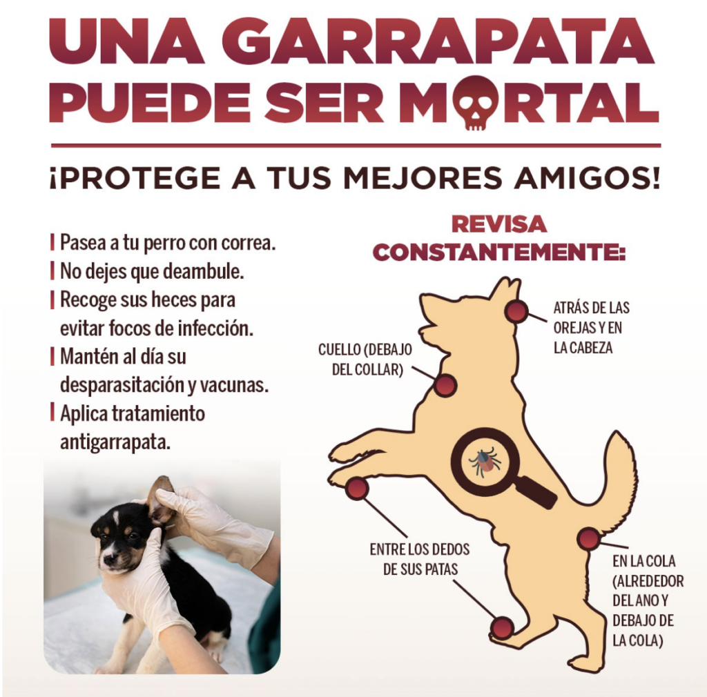Gobierno municipal aplica diversas acciones contra la rickettsiosis en ciudad juárez