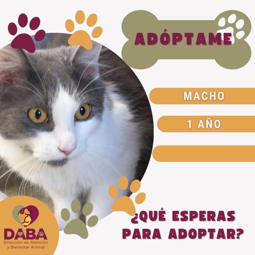 Hay 80 perros y gatos listos para adopción en la dirección de bienestar animal