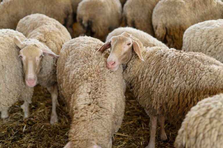 Lanza desarrollo rural convocatoria para adquisición de borregos en chihuahua