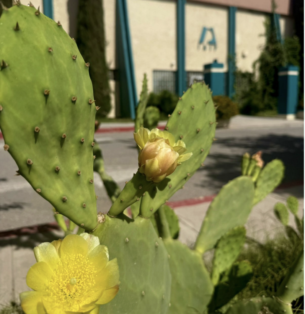 Pide imip plantar especies endémicas para fortalecer entorno urbano de juárez