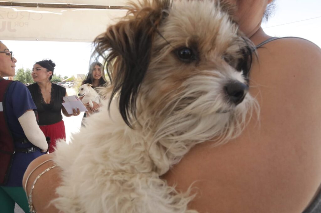 Piden proteger a mascotas de las altas temperaturas durante la temporada de calor