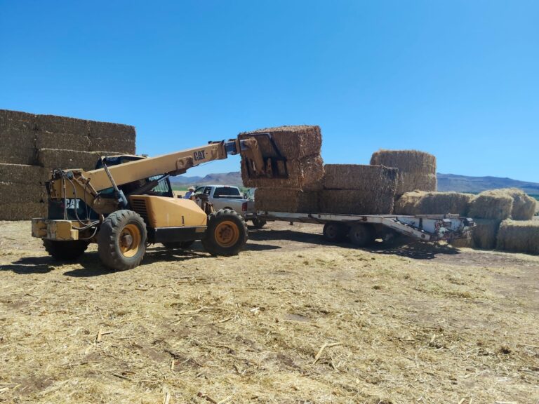 Apoyan campo chihuahuense con más de 140 mil pacas de rastrojo a 15 mil productores