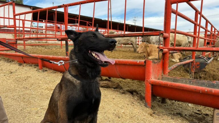 Entrena Desarrollo Rural a médicos veterinarios con binomios caninos especializados en la detección de GBG