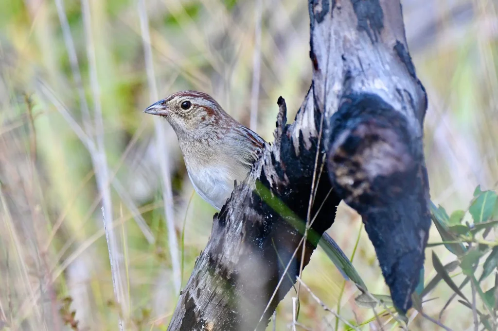 How a bird’s habitat can change its song