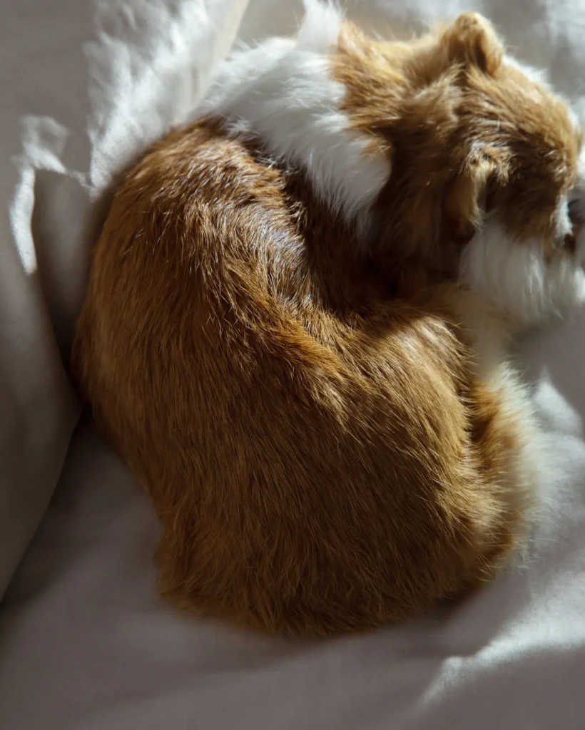 Is it bad to sleep with my pet?