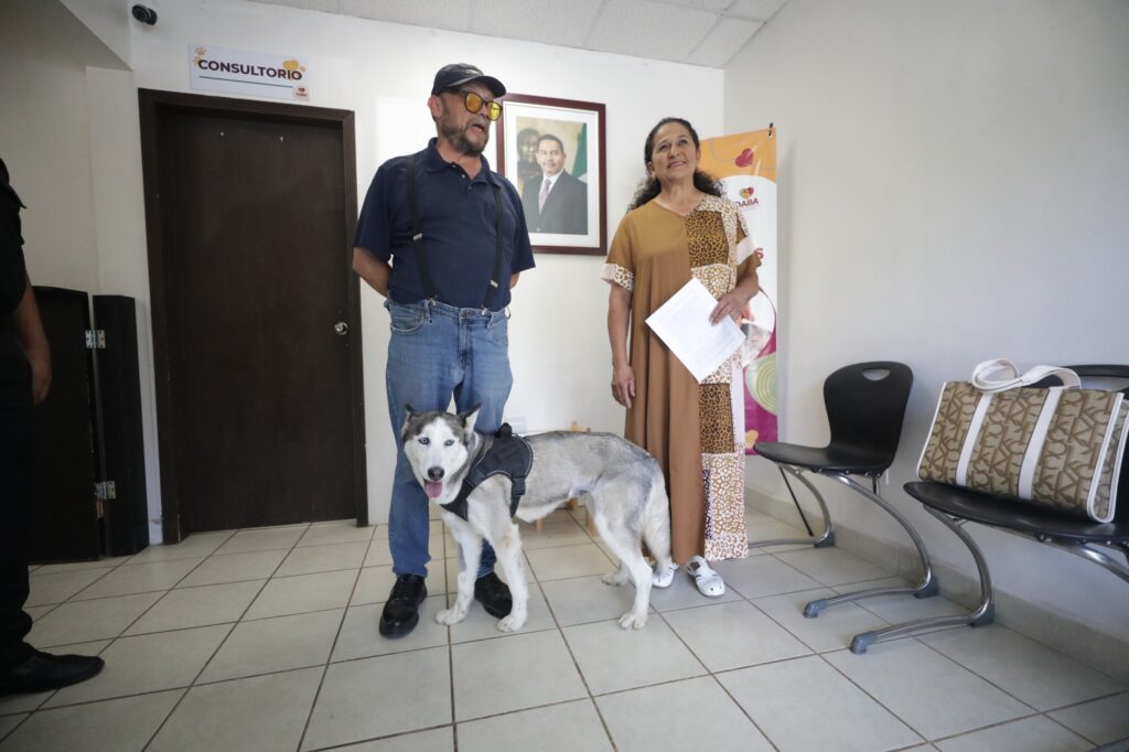 La husky 'sasha' regresa a casa bajo supervisión; no es agresiva asegura daba