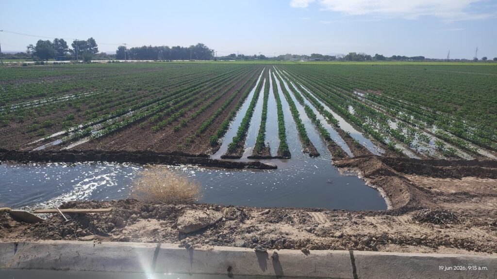 Le aplican tratamientos innovadores a los cultivo de algodón del Valle de Juárez
