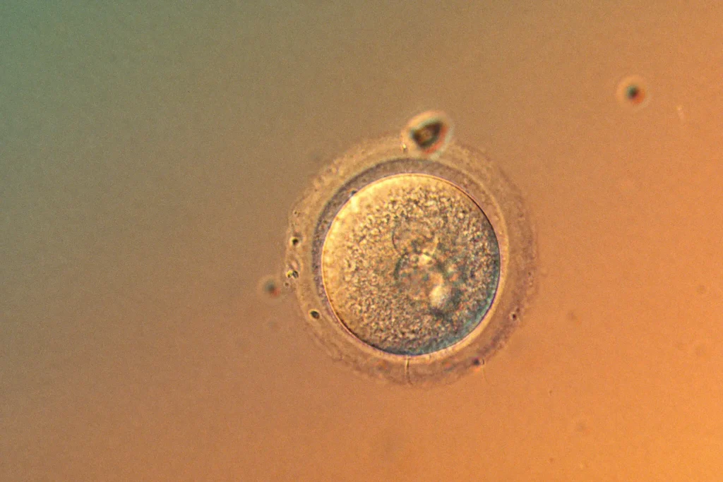 Scientists edit human embryo genes with startling precisión