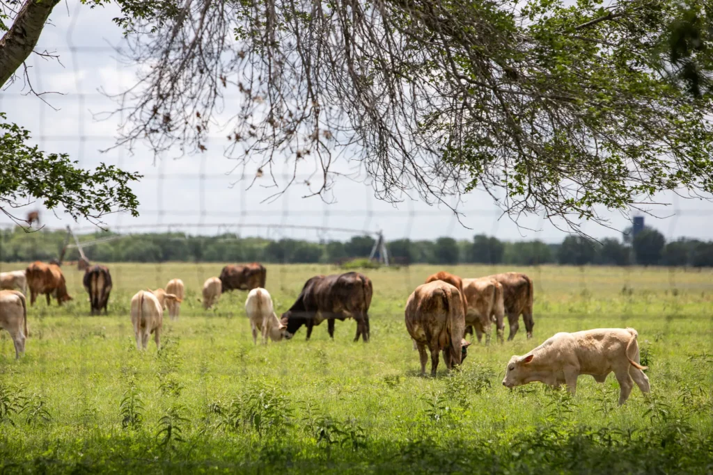 Texas races to contain screwworm as a second case is confirmed