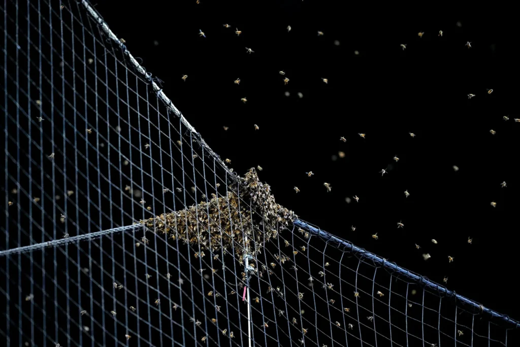 When bees attack tips for surviving an earlier swarm season