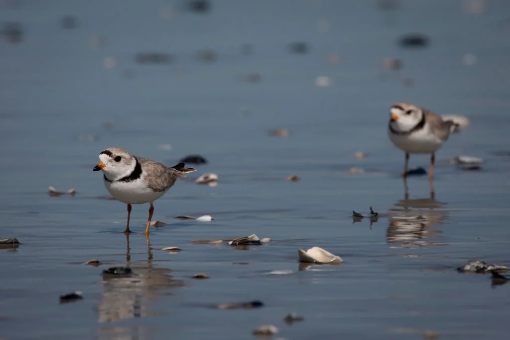 Trump, ending decades of protection, opens wild habitats to drilling and mining