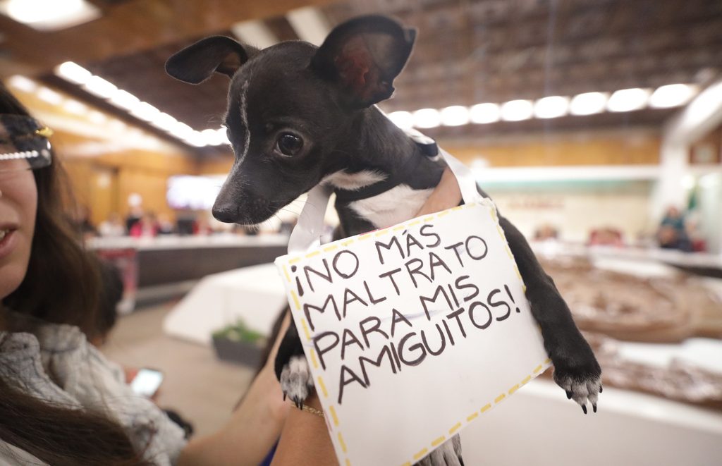 Aprueba el Ayuntamiento Reglamento de Bienestar Animal para Ciudad Juárez