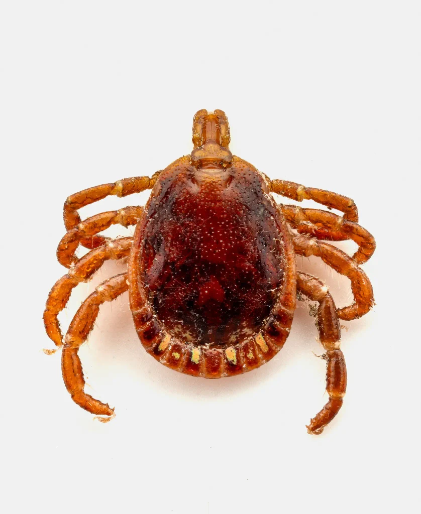 The summer the ticks took over