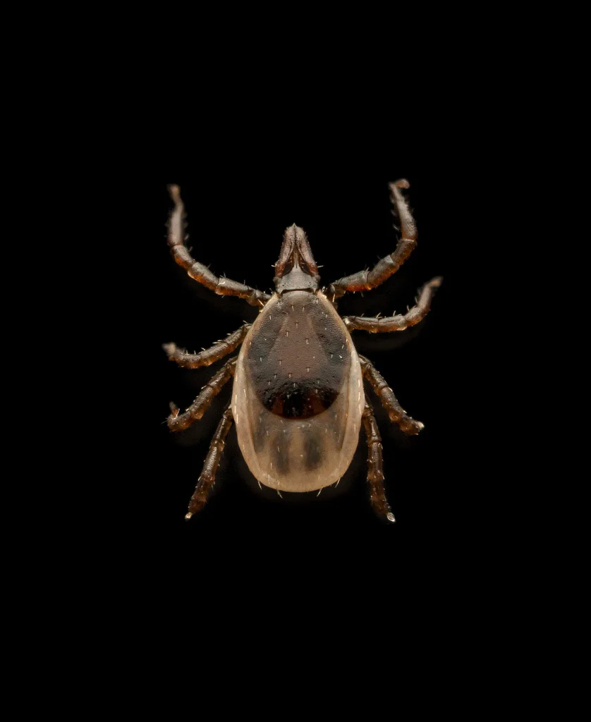 The summer the ticks took over2