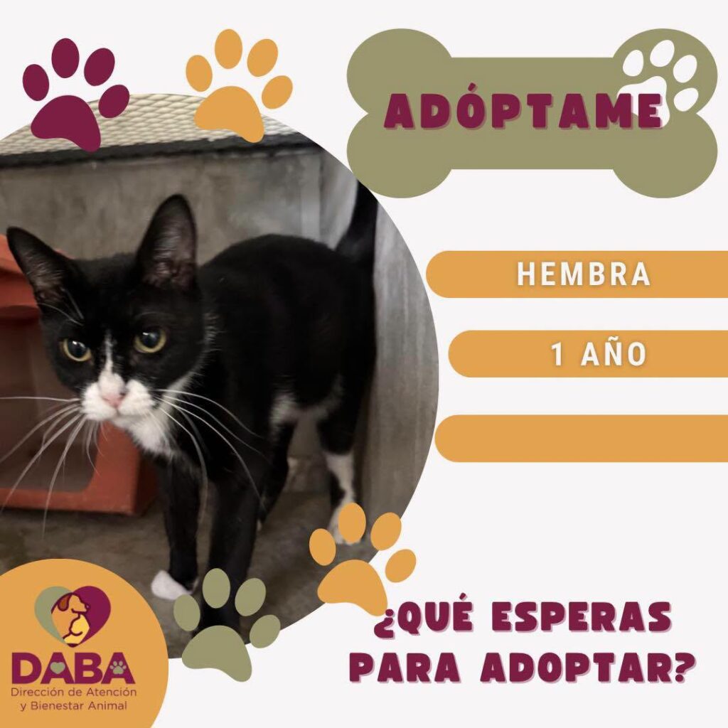 Tienen 54 perros y 23 gatos en espera de ser adoptados en Bienestar Animal