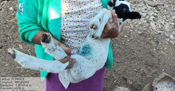 Alertan prácticas erróneas al atender heridas del gusano barrenador del ganado
