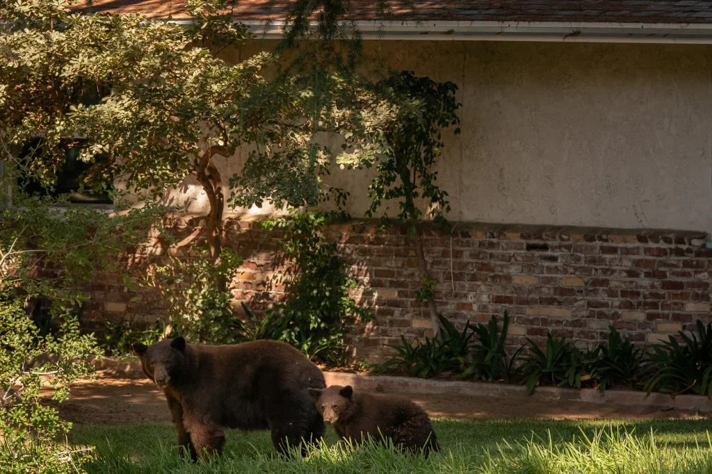 Bears in Los Angeles are getting their close ups, ready or not