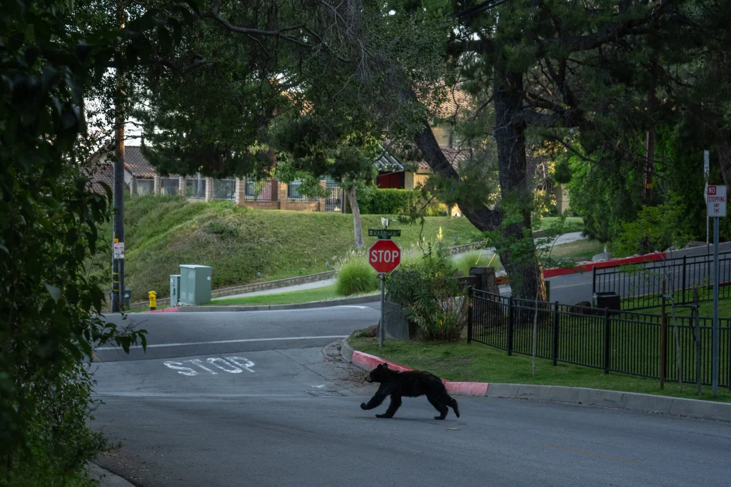 Bears in Los Angeles are getting their close ups, ready or not2