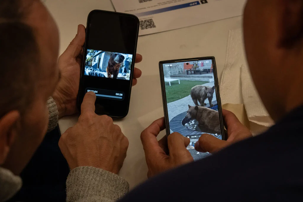 Bears in Los Angeles are getting their close ups, ready or not3