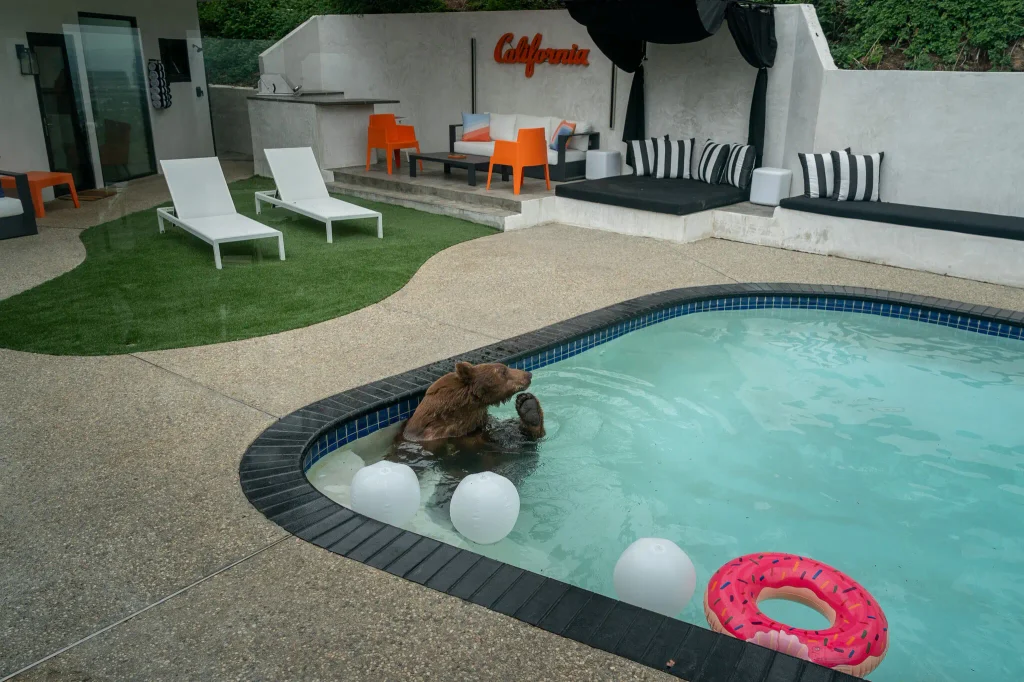 Bears in Los Angeles are getting their close ups, ready or not4
