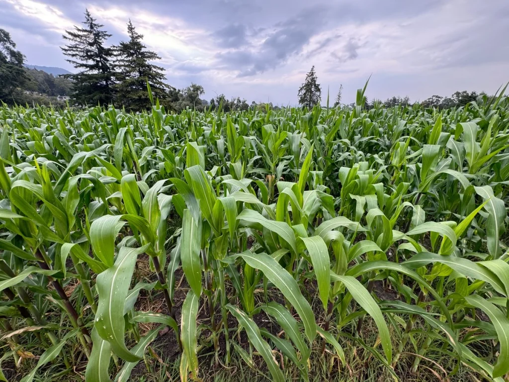 Destinarán 88 mil millones de pesos al sector agrícola, un 13.4% más que el año anterior