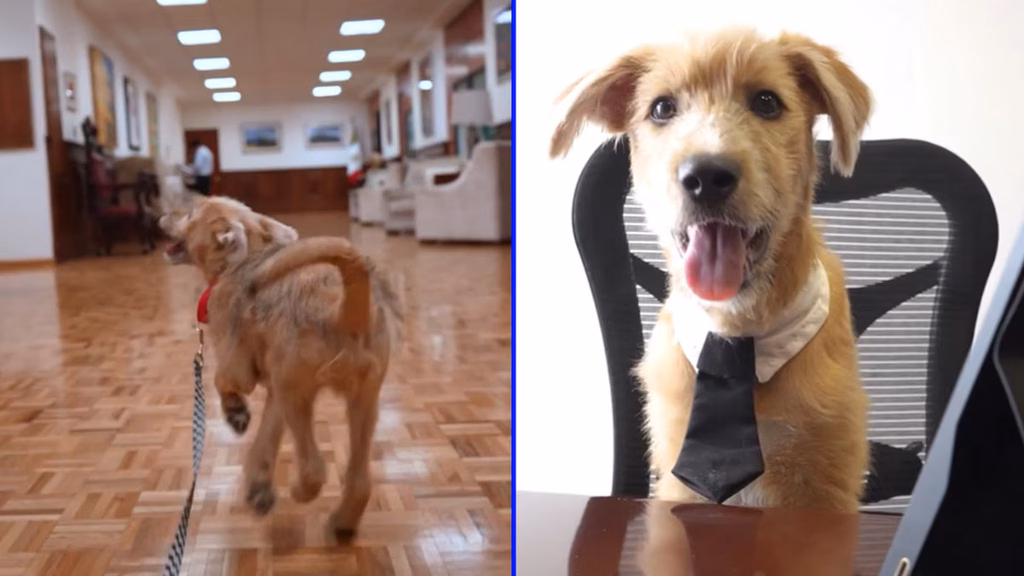 Él es 'Rollo', el perrito que adoptó Presidencia y que ahora vive en Palacio Nacional