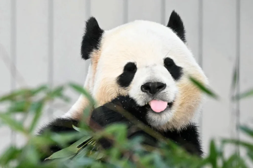 Giant pandas, icons of China’s soft diplomacy, arrive in Atlanta