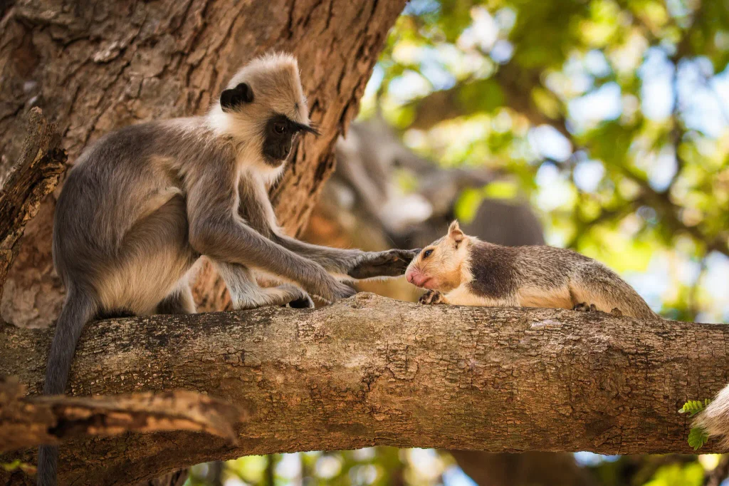 Humans love having pets. Seems like some other primates do, too