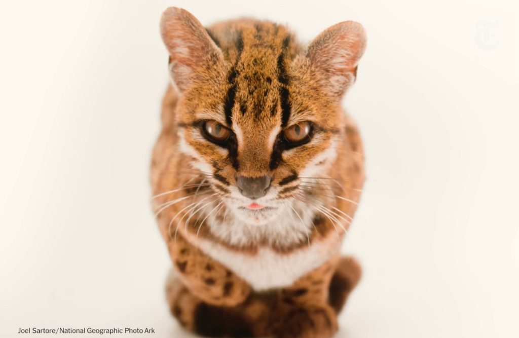 New species of cat discovered for first time in a century