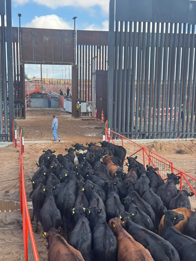 Reanuda Chihuahua exportación de ganado a Estados Unidos por San Jerónimo Santa Teresa