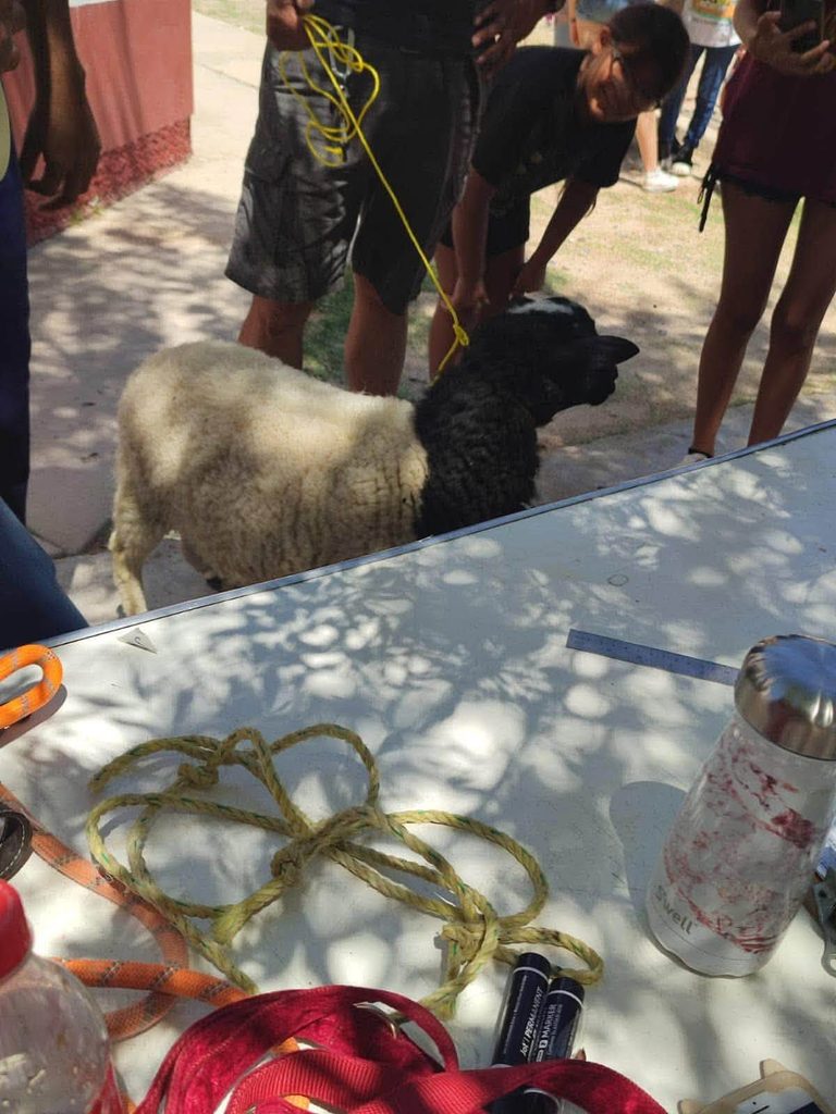 Supera DABA las 30 mil esterilizaciones