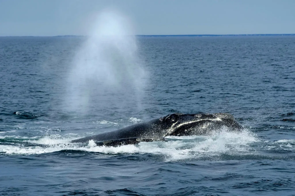 Trump Administration moves to gut a core endangered species protection