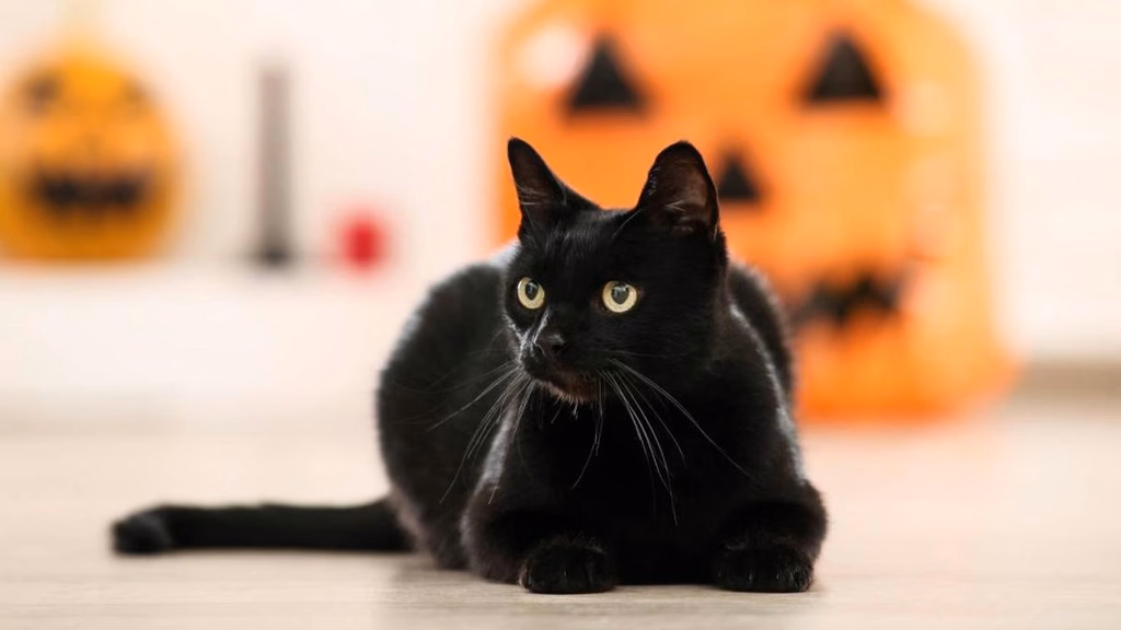 Dirección de Bienestar Animal suspende adopciones de gatos durante octubre