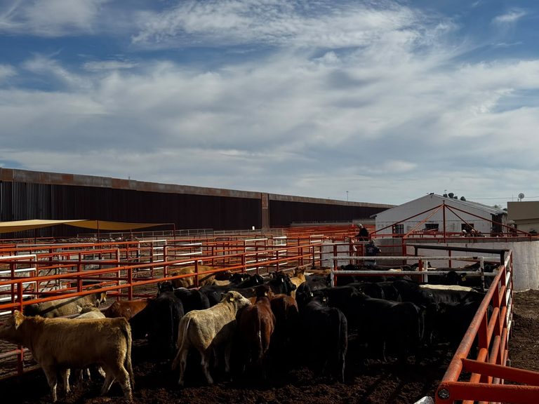 Puerto Palomas reanuda la exportación ganadera con primer cruce de 750 cabezas